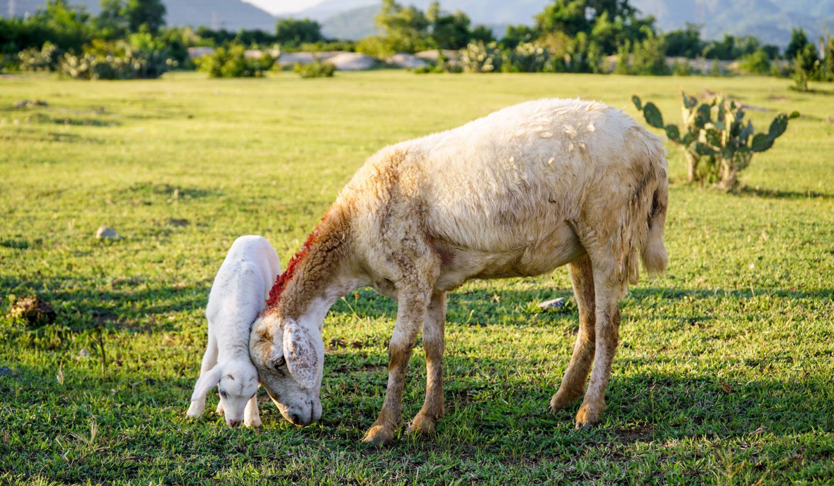 Khám phá đồng cừu An Hòa