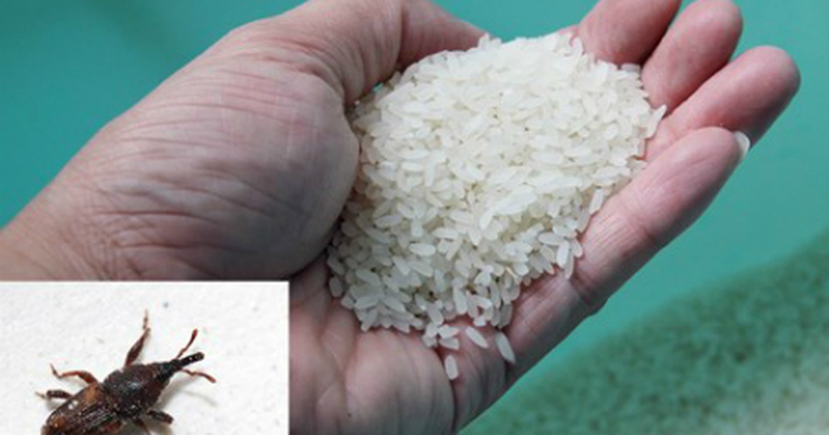 Bỏ túi mẹo bảo quản gạo tránh bị mối mọt xâm nhập