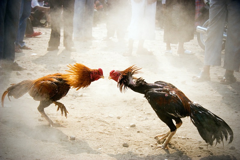 Công an Tiền Giang bắt quả tang 19 người đang đá gà ăn tiền